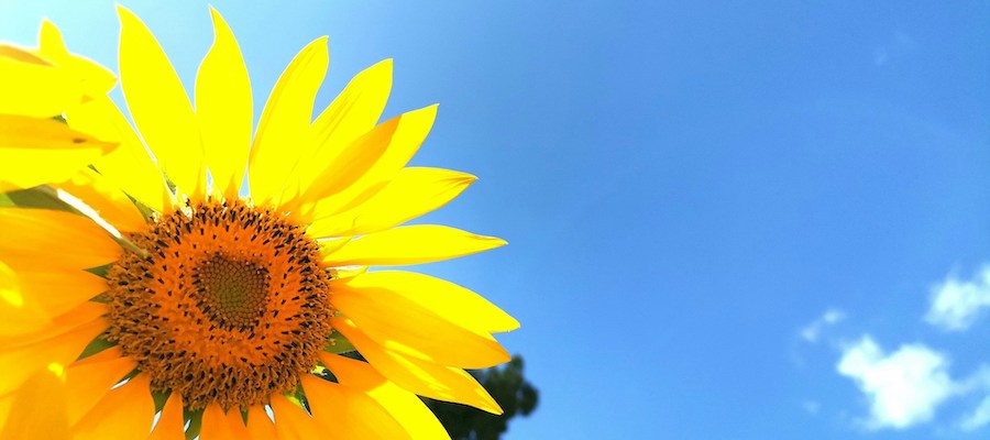 Blauer Himmel und Sonnenblume